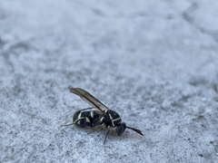 Leucospis