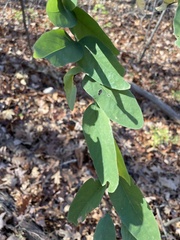 Robinia pseudoacacia