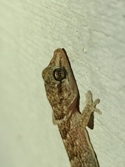 Tarentola boettgeri boettgeri