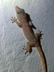 Tarentola boettgeri boettgeri