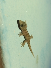 Tarentola boettgeri boettgeri