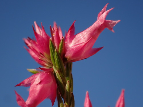 Image of Erica bracteolaris by (c) Ren Hoekstra, some rights reserved (CC BY)