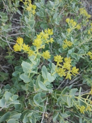 Coulterella capitata