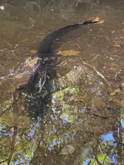 Anguilla dieffenbachii