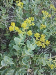 Coulterella capitata