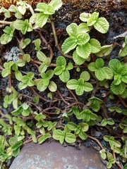 Pilea nummulariifolia