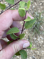 Aloysia barbata