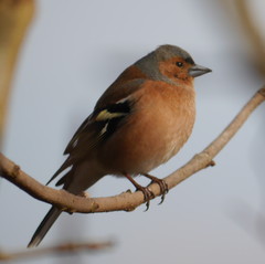 Fringilla coelebs coelebs