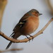 Eurasian Chaffinch - Photo (c) reddad, some rights reserved (CC BY-NC), uploaded by reddad