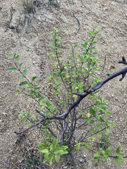 Aloysia barbata