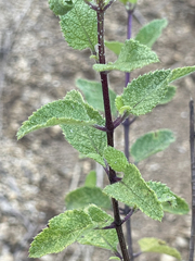 Aloysia barbata