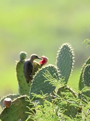 Melanerpes aurifrons