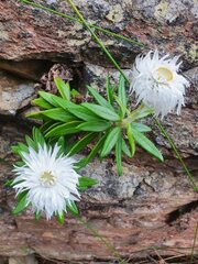 Coronidium lindsayanum