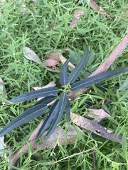Leichhardtia viridiflora