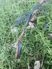 Leichhardtia viridiflora