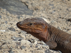Gallotia stehlini