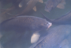 Cyprinus carpio