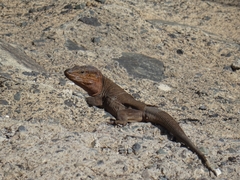 Gallotia stehlini