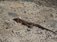 Gallotia stehlini