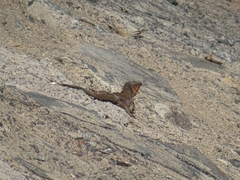 Gallotia stehlini