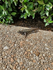 Sceloporus olivaceus