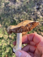 Hebeloma crustuliniforme