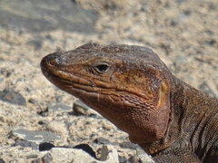 Gallotia stehlini
