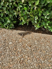 Sceloporus olivaceus