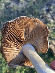 Hebeloma crustuliniforme