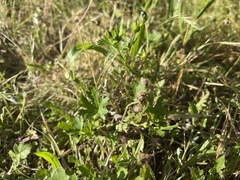 Xanthagrion erythroneurum