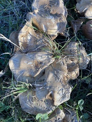Hebeloma crustuliniforme
