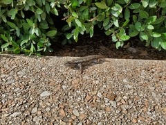Sceloporus olivaceus