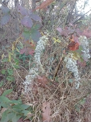 Eupatorium capillifolium