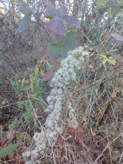Eupatorium capillifolium