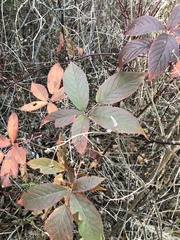 Rubus allegheniensis