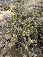 Prunus fremontii