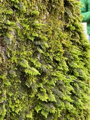 Dendroalsia abietina