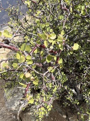 Prunus fremontii