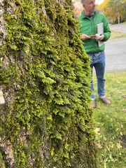 Dendroalsia abietina