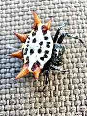 Gasteracantha cancriformis