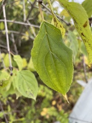 Rhamnus cathartica