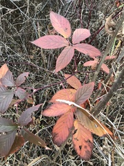 Rubus allegheniensis