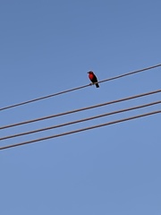 Leistes superciliaris