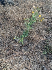 Heterotheca subaxillaris