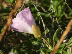Oenothera speciosa