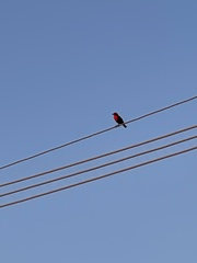 Leistes superciliaris