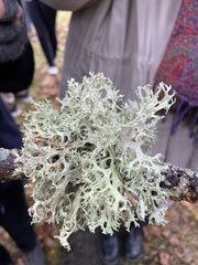 Evernia prunastri