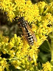 Polistes dominula