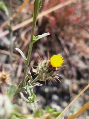 Centaurea melitensis