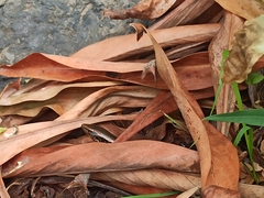 Chalcides sexlineatus